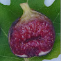 Backyard Figs