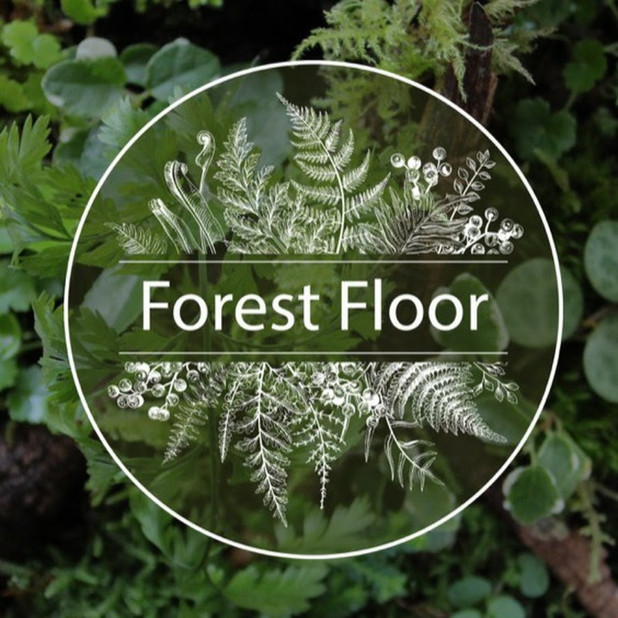 Forest Floor Terrariums