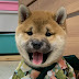 슬기로운 시바생활 Shibainu TV