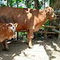 SAPI MBENGAH