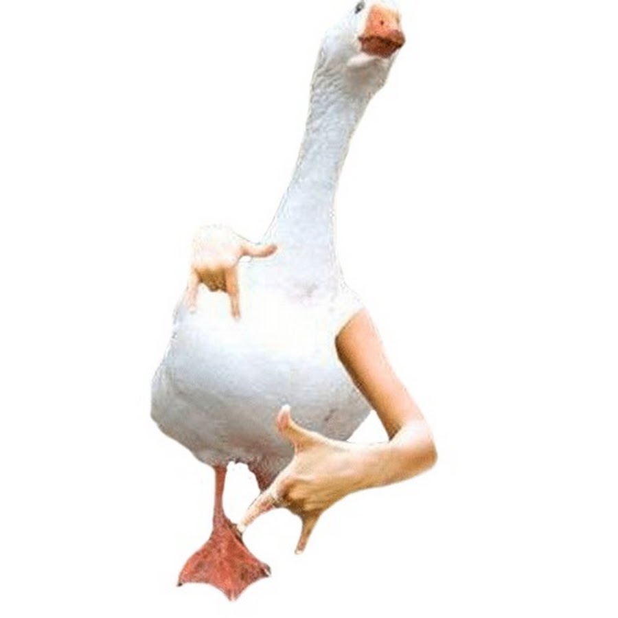 Гусь Гусь утка Goose Goose Duck