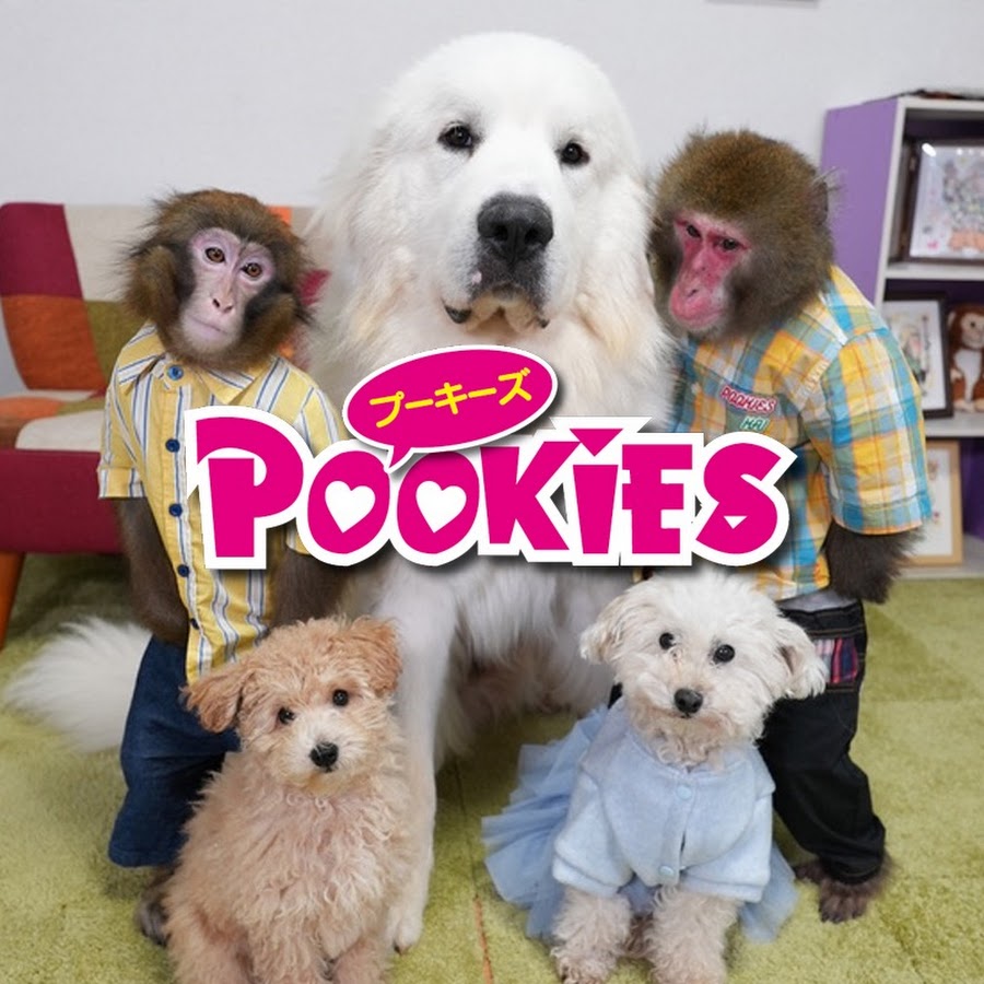 Pookies【プーキーズ】 @pookies