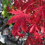 Simply Japanese Maples