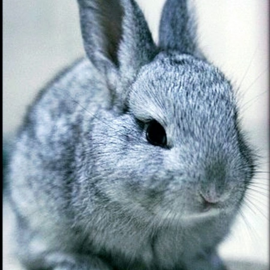 Rabbit is grey