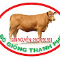 bò giống thạnh phú