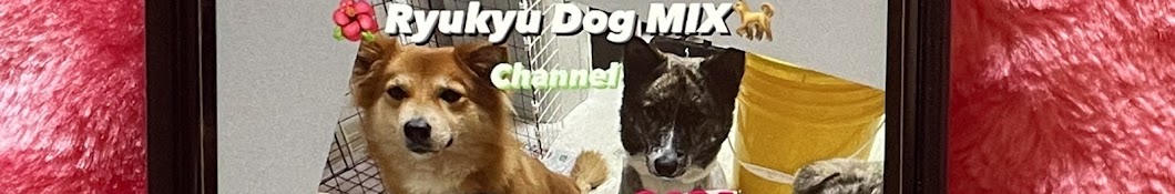 🌺琉球犬MIXララとリリ🐕