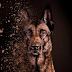 logo Belgian Malinois Lovers