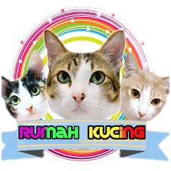 7 Menit Penunda Lapar Kumpulan Tiktok Kucing Lucu