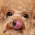 보물이들의 얼렁뚱땅 일상  poodle pomeranian