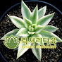 럭셔리다육TV KR luxurysucculents