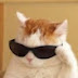 Cat Glasses