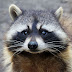 logo Raccoon