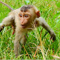 Monkey Rojo TV