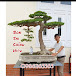 BONSAI CHÍNH HIỆU