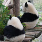 Panda Drama Watcher