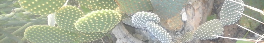 cactusastuces