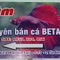 Tâm cá betta sân bay