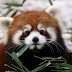 logo Red Panda