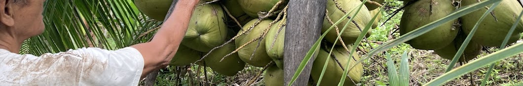 Dwarf Coconut Farming