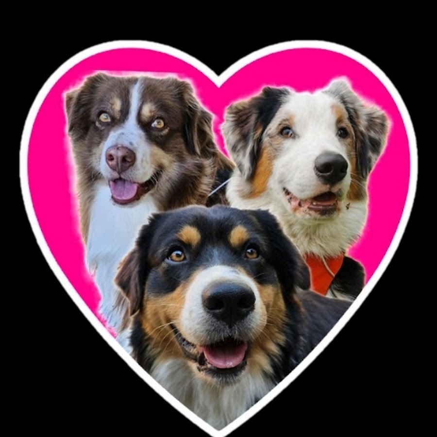 DogMa🐶TV eEducation @dogma-tv