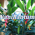 Vanillantum