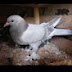 Silver Pigeon