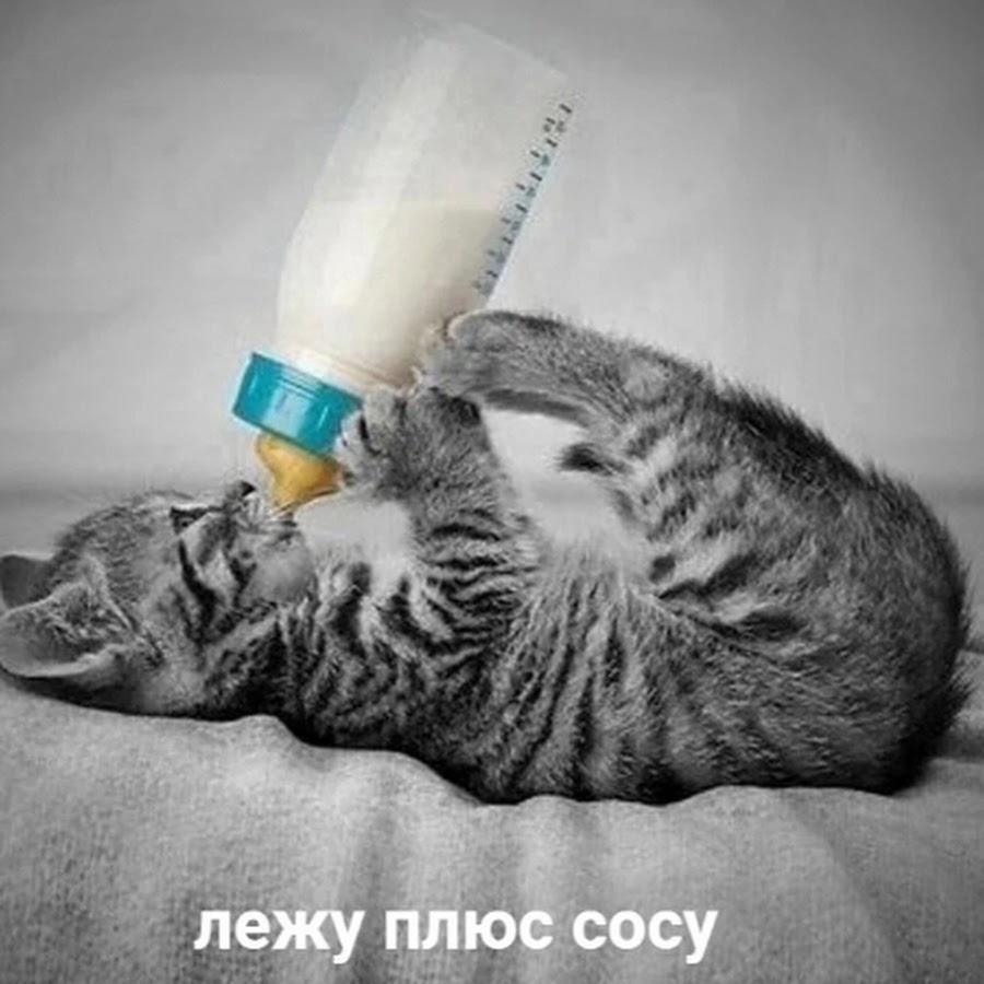 Налил туда. Котенок пьет молоко. Бутылочка для котят. Кошка пьет молочко. Котенок пьет из бутылочки.