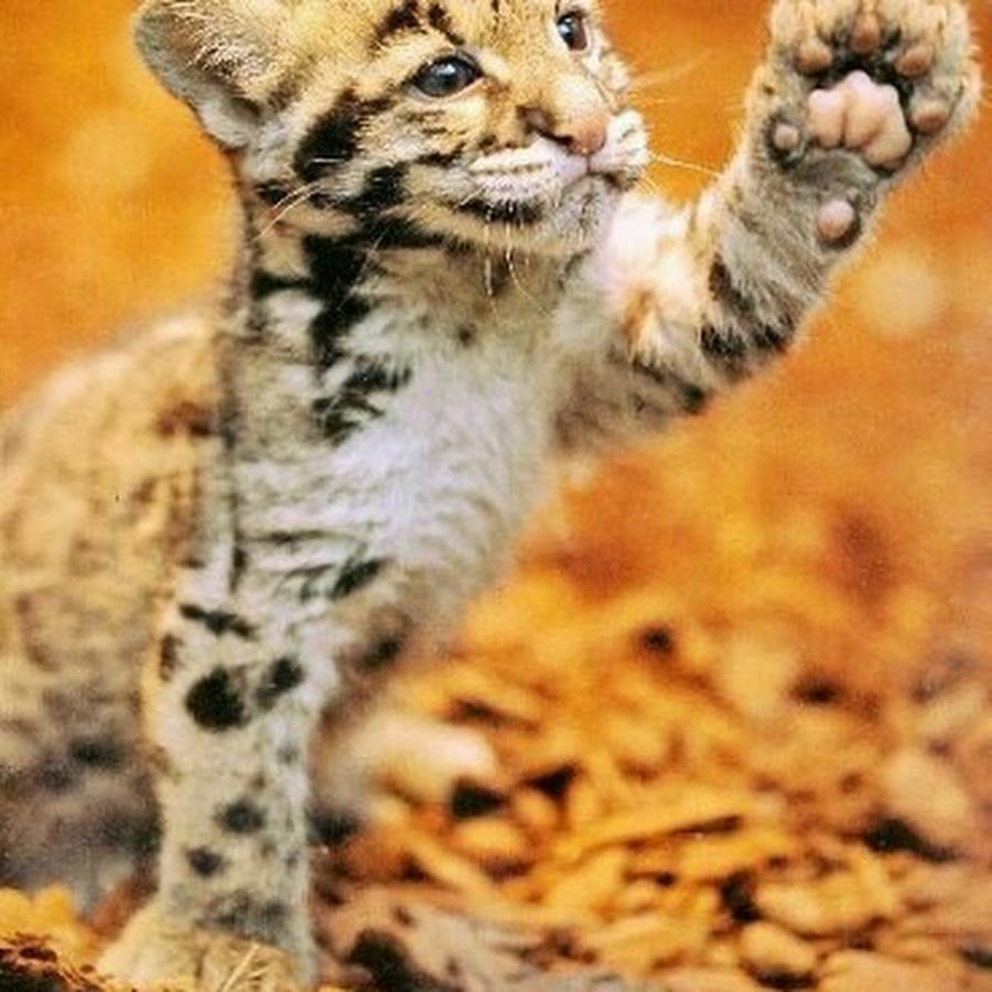 Дымчатый леопард котенок