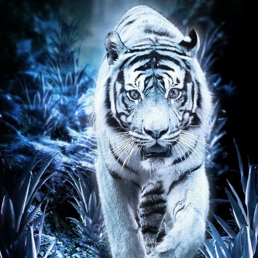 Тема тигр