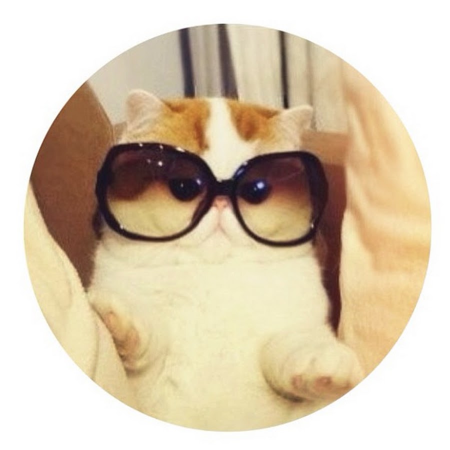 Экзотическая кошка в очках