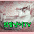 텃밭냥이TV