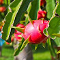 Maity Dragon Fruit Farm