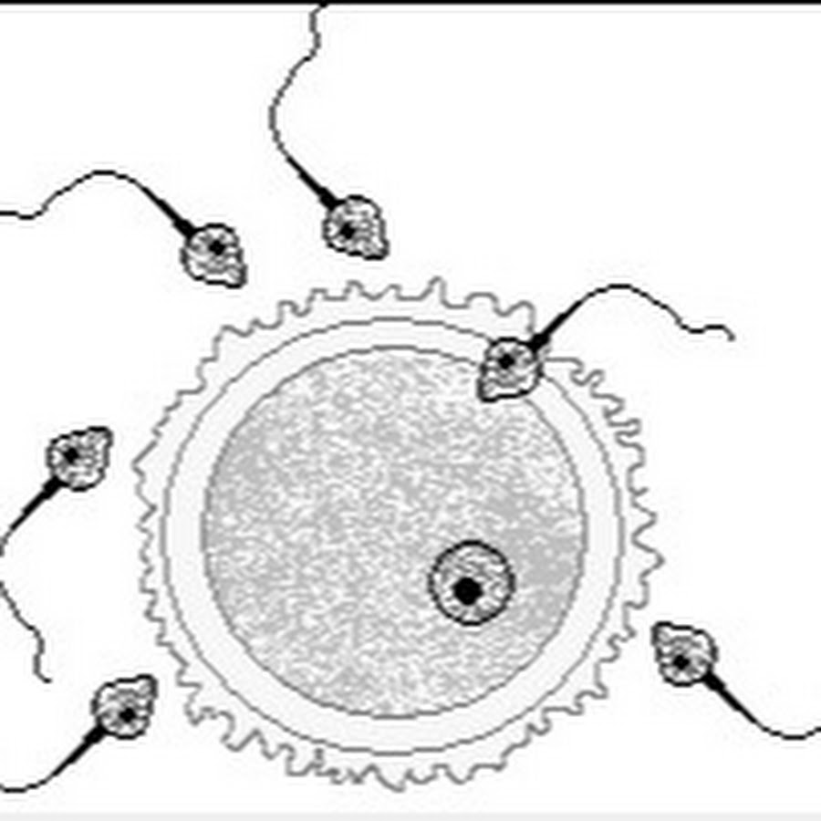 Оплодотворение яйцеклетки рисунок - 93 фото