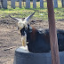 FF farms and goats