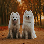 Fire on Fire - Samoyed Kennel