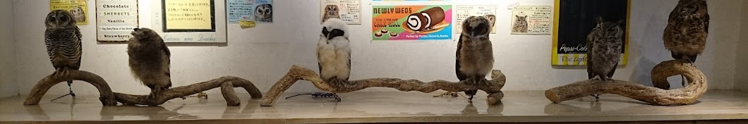 フクロウカフェ オウルドベースチャンネル