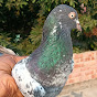 Village Pigeon