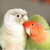 Hello Parrot 헬로패럿