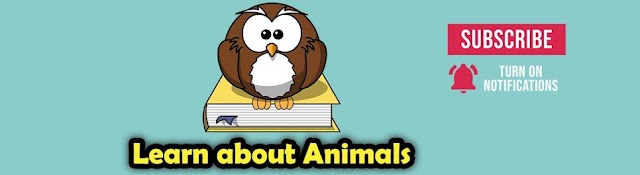 Learn about Animals