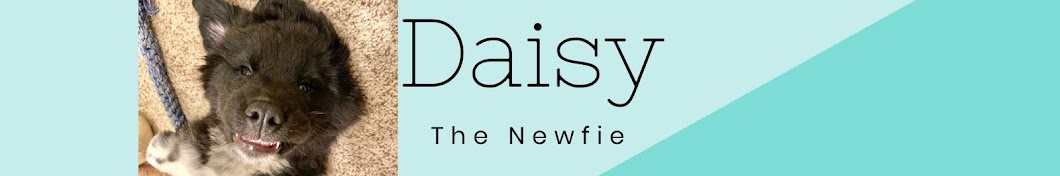 Daisy The Newfie Banner