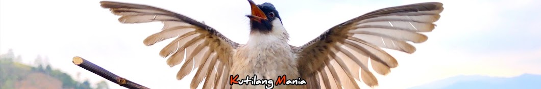 Kutilang Mania