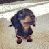 ベルHOUSE【Miniature Dachshund】