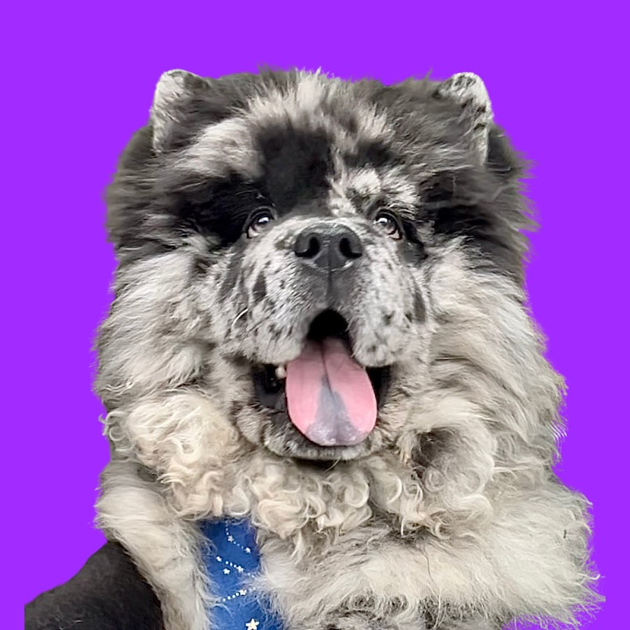 Blue merle 2024 chow chow