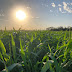 No-till on the Plains