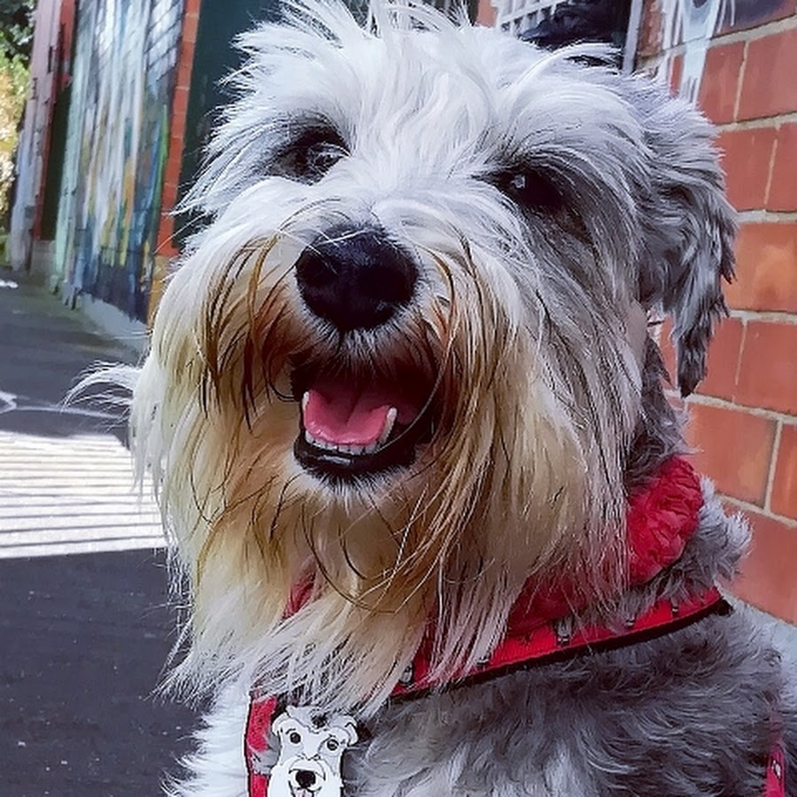 Negan Schnauzer @negan.schnauzer