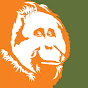 Orangutan Appeal UK