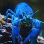 Crustaceans Australia