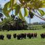 Fazenda Mangabeira