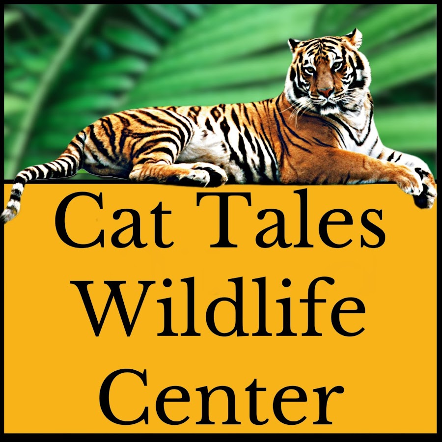 Siberian Tigers - Cat Tales Wildlife Center