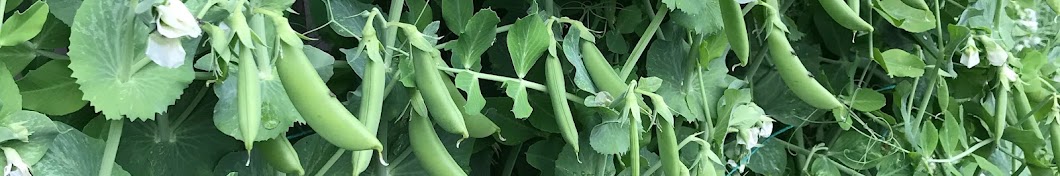 Sydney Backyard Veggies